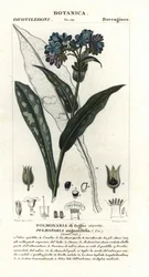 Smalbladet lungeurt, Pulmonaria angustifolia