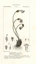 Enblomstret sopelime, Orobanche uniflora