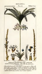 Palmetre, Geonoma maxima