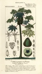 Papaya, papaw eller pawpaw tre og frukt, Carica papaya
