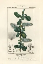Selje, Salix caprea