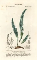 Fjellmose eller falsk bregnemose, Cyathophorum bulbosum