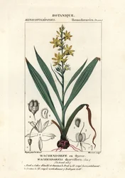 Rød rot, Wachendorfia thyrsiflora