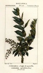 Redoul-tre, Coriaria myrtifolia