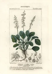 Rundbladet vintergrønn, Pyrola rotundifolia