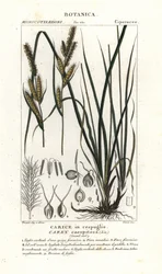 Tuestarr, Carex caespitosa