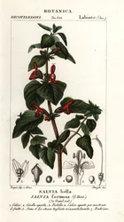 Skinnende bladsalvie, Salvia formosa
