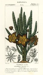 Sjøstjerneblomst eller åtselplante, Stapelia hirsuta