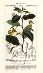 Berør-meg-ikke-balsam, Utålmodig ikke-berør