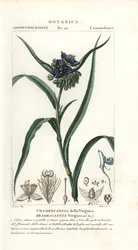 Virginia spiderwort, Tradescantia virginiana