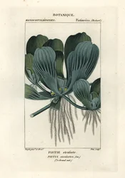Vannsalat eller nilkål, Pistia stratiotes
