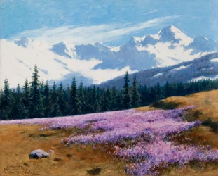 Krokus med snødekte fjell bak