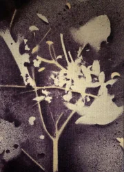 Lilla botanisk silhuett