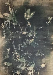 Botaniske vintageskygger