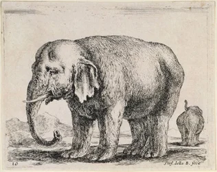 Elefant