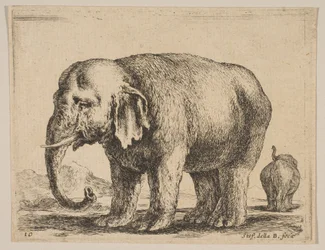 Plate 10: elefant, fra Diverse dyr Diversi animali, ca. 1641.