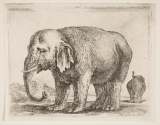 Plate 10: elefant, fra Diverse dyr Diversi animali, ca. 1641.