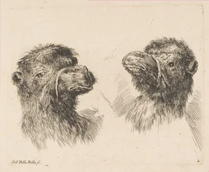 To kamelhoder, ca. 1641.
