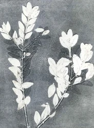 Midnattshage III, 2015