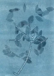 Midnattshage I, 2015