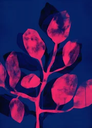 Sommerhage III rosa, 2018 (digital)