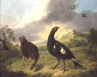 Orrfugl