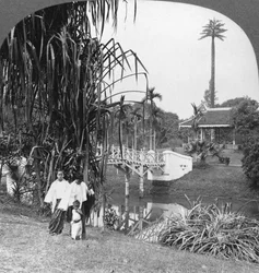 Et kikk inn i de tropiske hagene i Rangoon, Burma, 1908