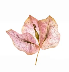 Bougainvillea-blad nr. 01, 2020 (bilde)