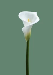 Kalla nr. 02, 2021 (bilde)