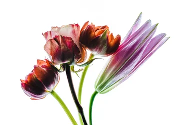 Gruppe med fire blomster, 2021 (bilde)