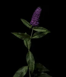 Lilla Buddleja, 2020 (bilde)