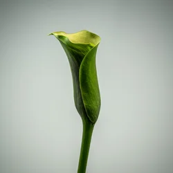 Enkel grønn calla, 2020 (bilde)