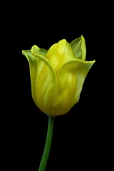 Gul tulipan nr. 02, 2021 (bilde)