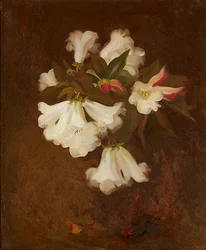 A Still Life of White Lilies (olje på lerret)
