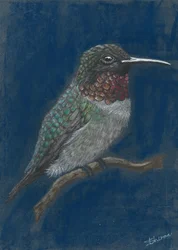 En livlig kolibri som sitter på en gren