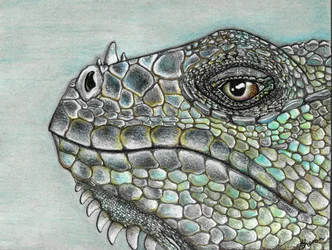 Levende iguanaskjell