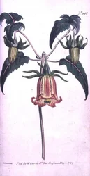 Canary Island Bell Flower (Canarina campanula), tallerken 444 fra William Curtis 