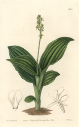 African Liparis Orchid - Water forte av S. Watts fra en illustrasjon av Sarah Anne Drake (1803-1857), fra Botanical Register