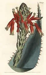 Aloe variant - Blå aloe, Aloe glauca (Rød-pigget glaucous aloe, Aloe rhodacantha) - Håndfarget kobberstikk av F. Sansom Jr. etter en illustrasjon av Sydenham Edwards fra William Curtis' Botanical Magazine, T. Curtis, London
