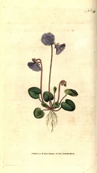 Alpine soldanella - Alpine soldanella, Soldanella alpina. Håndfarget kobberstikk etter en botanisk illustrasjon av James Sowerby fra William Curtis' The Botanical Magazine, Lambeth Marsh, London