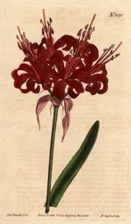 Amaryllisvalmuefarge, med mørke karmosinrøde blomster, blomstrende fra en enkelt fot. Opprinnelig fra Cape of Good Esperance (Sør-Afrika). Valmuefarget amaryllis, med dype karmosinrøde blomster som blomstrer fra en enkelt stilk. Innfødt fra Kapp det gode h