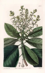 American Arbutus Tree - Gravert av S.Watts, fra en illustrasjon av Sarah Anne Drake (1803-1857), fra Botanical Register of Sydenham Edwards (1768-1819), England