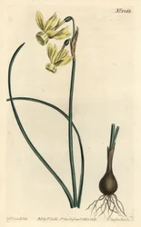 Angel's tears narcissus - Angel's tears, Narcissus triandrus (Yellow reflex-flowered narcissus, Narcissus triandrus v. luteus) - Håndfarget kobberstikk av F. Sansom Jr. etter en illustrasjon av Sydenham Edwards fra William Curtis' Botanical Ma