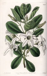 Anthocercis variete, hjemmehørende i Australia - Plate gravert av S.Watts, fra en illustrasjon av Sarah Anne Drake (1803-1857), fra Botanical Register of Sydenham Edwards (1768-1819), England