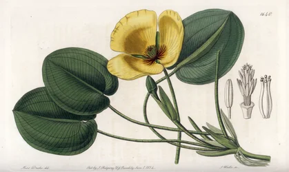 Aquatic Poppy - Plate gravert av S. Watts, fra en illustrasjon av Sarah Anne Drake (1803-1857), fra Botanical Register of Sydenham Edwards (1768-1819), England