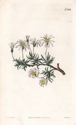 Aster acre - Busk aster, Felicia fruticosa (Shrubby starwort, Aster fruticulosus). Håndfarget kobberstikk av Weddell etter en illustrasjon av Sydenham Edwards fra Samuel Curtis