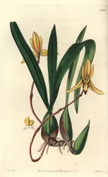 Australsk epifytisk orkidevariant - Brasiliorchis marginata orkidé (rødkantet cymbidium orkidé, Cymbidium marginatum). Håndfarget kobberstikk av S. Watts etter en illustrasjon av John Lindley fra Sydenham Edwards' Botanical Register, Ridgewa