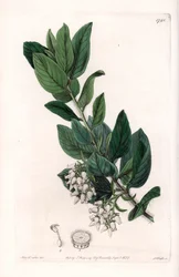 Bear Grape, opprinnelig fra California - Gravert av S.Watts, fra en illustrasjon av Sarah Anne Drake (1803-1857), fra Botanical Register of Sydenham Edwards (1768-1819), England