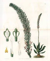 Belle sauroglossum - Plate gravert av S.Watts, fra en illustrasjon av Sarah Anne Drake (1803-1857), fra Botanical Register of Sydenham Edwards (1768-1819), England