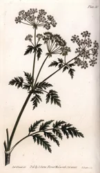 Stor hemlock. Farget kobberstikk, illustrasjon av Sydenham Edwards (1768-1819) for Conferences of Botanical, Botanical Garden of Lambeth (England)